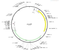 pJL1-sfGFPMap