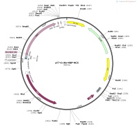 pT7-6×His-MBP-MCSMap