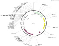 pTXB1Map