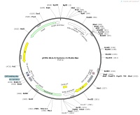 pCMV-HLA-C-human-3×FLAG-NeoMap