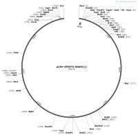 pCMV-SPORT6-SMARCC2Map