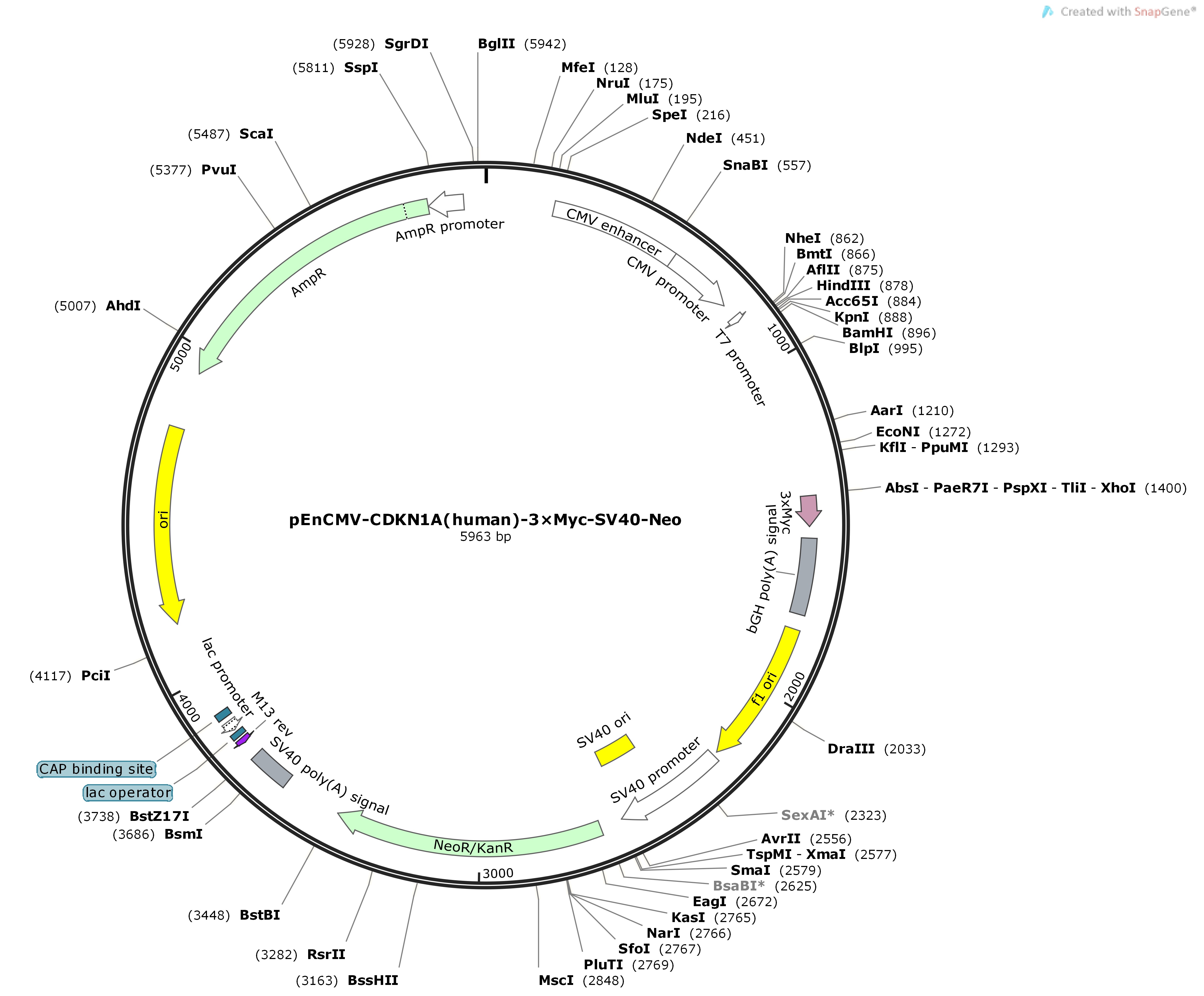 pEnCMV-CDKN1A-human-3×Myc-SV40-NeoMap