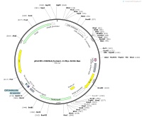 pEnCMV-CDKN1A-human-3×Myc-SV40-NeoMap