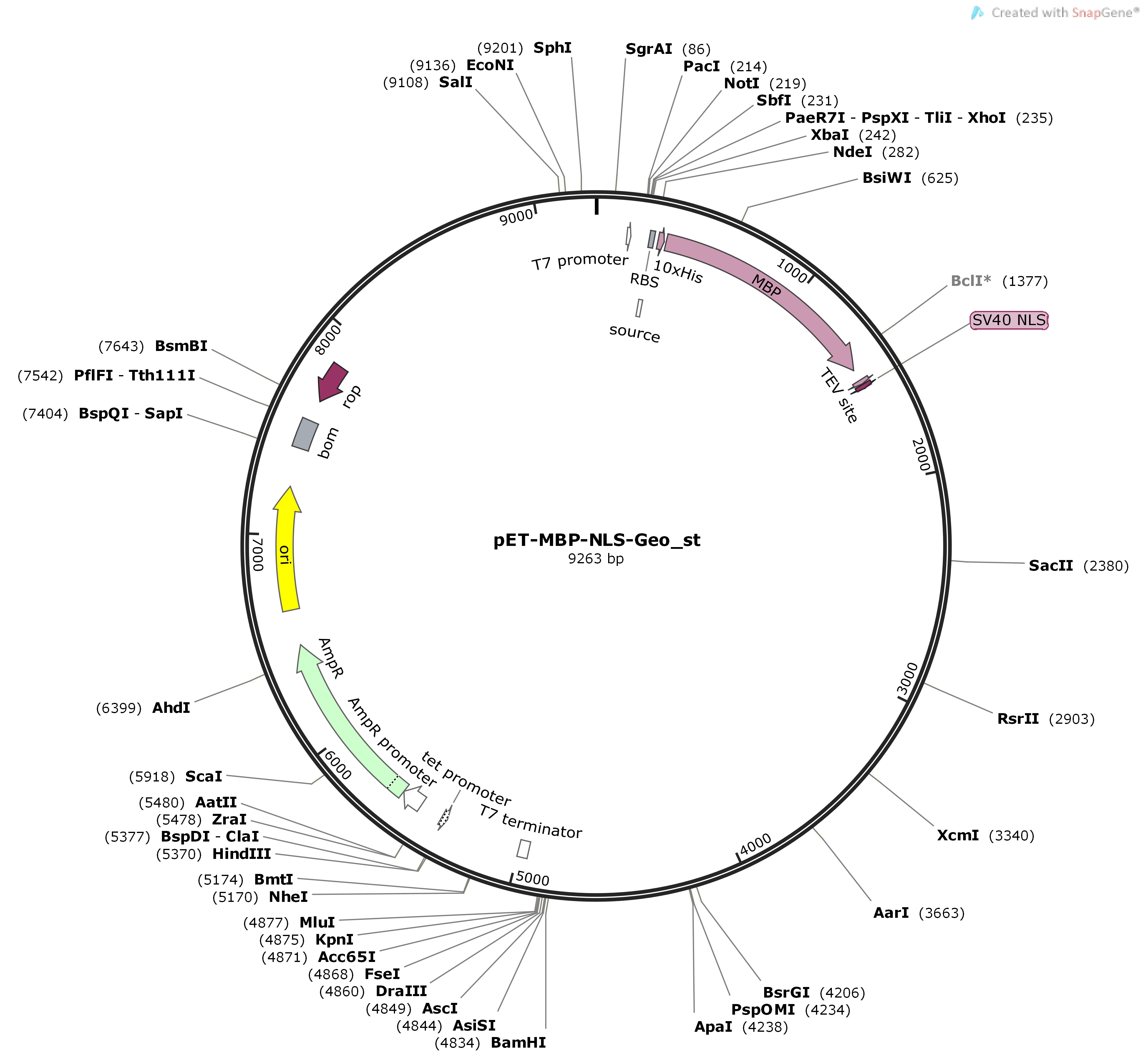 pET-MBP-NLS-Geo_stMap