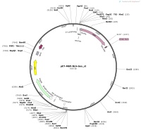 pET-MBP-NLS-Geo_stMap