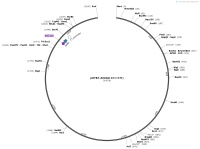 pOTB7-AICDA-1同义突变Map