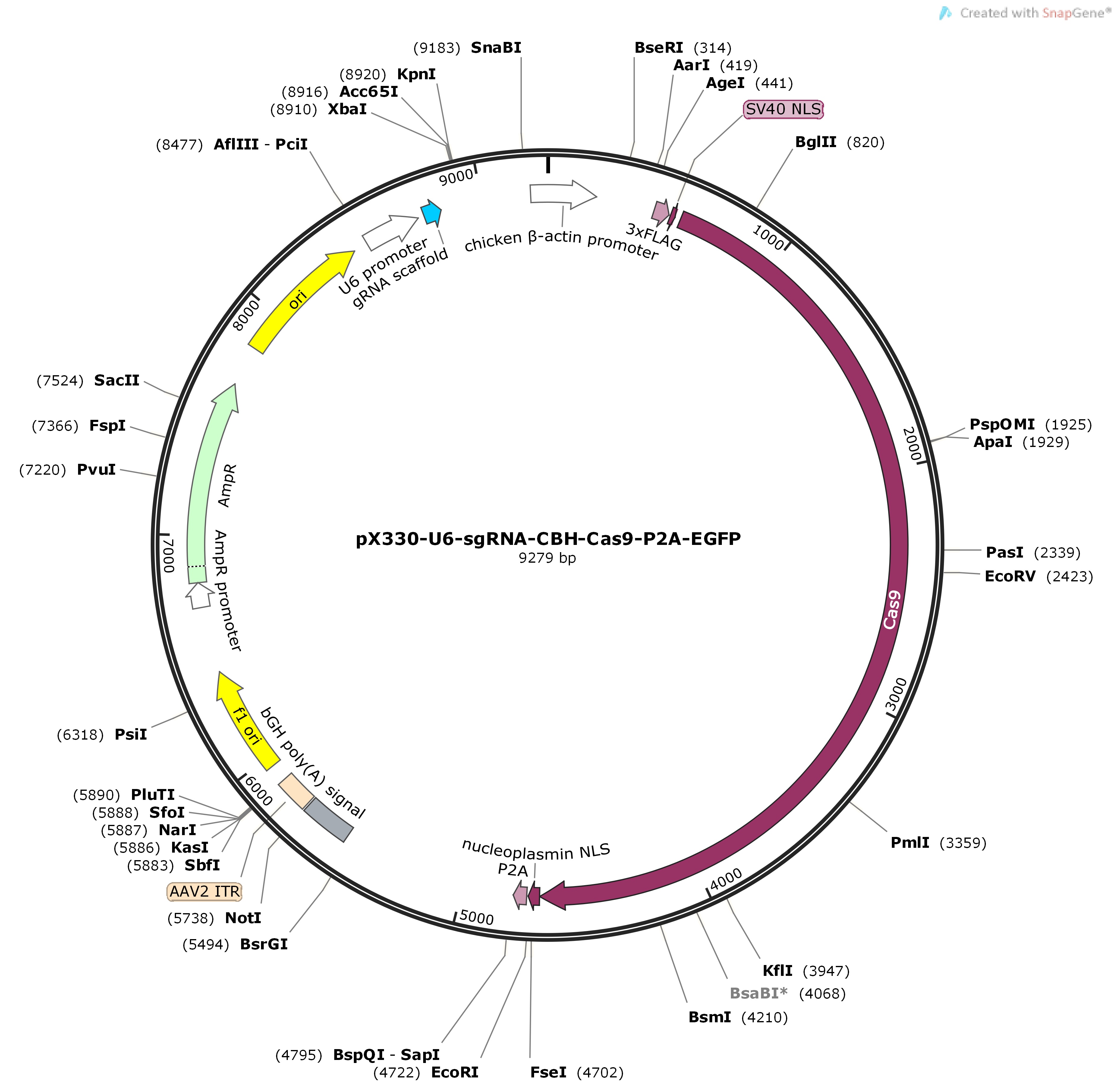 pX330-U6-sgRNA-CBH-Cas9-P2A-EGFPMap