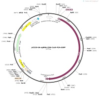 pX330-U6-sgRNA-CBH-Cas9-P2A-EGFPMap