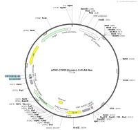 pCMV-CCPG1-human-3×FLAG-NeoMap