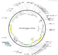 pCMV-H4C1-human-3×HA-NeoMap