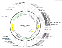 pcDNA3.1-HA-CMap