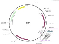 pHT43Map