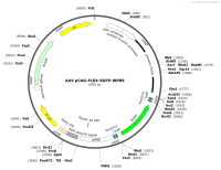 AAVpCAG-FLEX-EGFP-WPRE