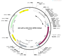 AAVpEF1a-DIO-FLPo-WPRE-hGHpA