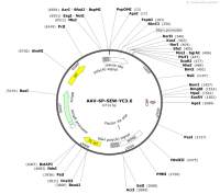 AAV-6P-SEW-YC3.6