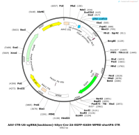 AAV-ITR-U6-sgRNA-backbone--hSyn-Cre-2A-EGFP-KASH-WPRE-shortPA-ITR