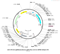 AAV-ITR-U6-sgRNA-backbone--pEFS-Rluc-2A-Cre-WPRE-hGHpA-ITR