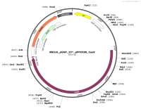 BB3cK_pGAP_23_pPFK300_Cas9