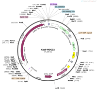 Cas9MDC32