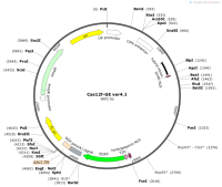 Cas12f-GEver4.1