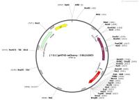 dCAS9-VP64_GFP