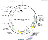 Ef1a_LargeT-antigen_Ires_PuroT