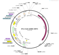 EF1a-Cas9-2XNES-2ERT2