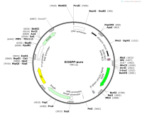 EJ2GFP-puro