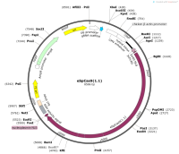 eSpCas9-1.1-