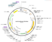 Lenti-luciferase-P2A-Neo
