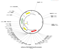 mCherry-P4M-SidM-Pou4f3promoter