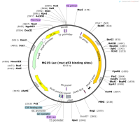 MG15-Luc-mutp53bindingsites- 