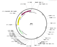 MP6.6TAG_AraC_Para-dnaQ926-dam-seqA-emrR-ugi-CDA1.6TAG