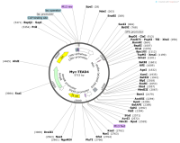 Myc-TEAD4