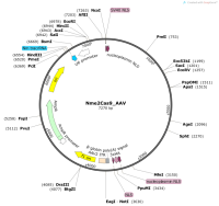 Nme2Cas9_AAV