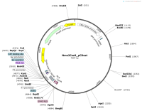 Nme2Cas9_pCDest