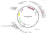 Nme2Cas9_pMCSG7
