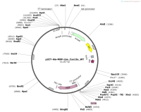p2CT-His-MBP-Lba_Cas13a_WT