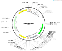 pAAV-CBG-EGFP