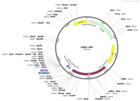 pADL-10b