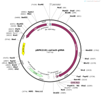 pBPK2101-saCas9-gRNA