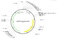 pBPK3079-U6-AsCpf1crRNA
