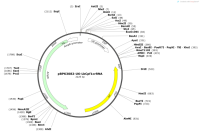 pBPK3082-U6-LbCpf1crRNA