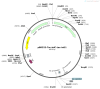 pBR322-Tac-tolC-Lac-intI1