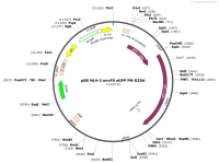 pBSNL4-3envFSeGFPPR-D25A