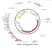 pBUN6I11-AtU6-FPA-sgRNA1-35S-Cas9