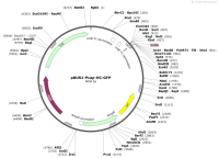 pBUS1-Pcap-HC-GFP