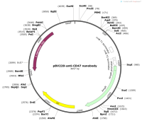 pBV220-anti-CD47nanobody