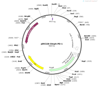 pBV220-OmpA-PD-1