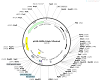 pCAG-GBP6-10gly-VPminx4